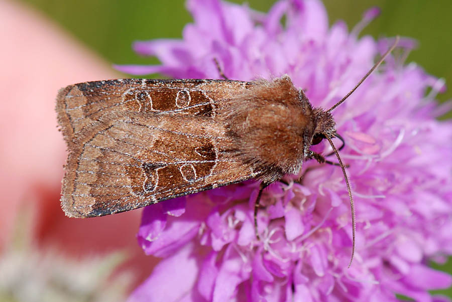 Falena da id. : Chersotis cuprea